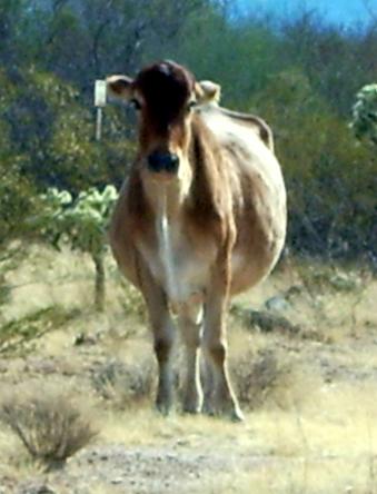 cow.JPG